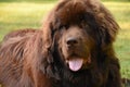 Resting Chocolate Brown Newfoundland Dog Resting in Grass