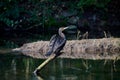 resting cormorant resp.Phalacrocorax carbo,Pond in lower Rhine region,Germany