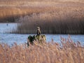 Resting cormorant on wooden pole