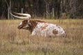 Resting Cow Royalty Free Stock Photo