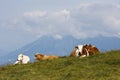 Resting cows in Austrian country, Dreilandereck Royalty Free Stock Photo