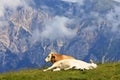 Resting cows, Dreilandereck, Austrian country Royalty Free Stock Photo