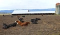 Resting cows, Suvie Island Oregon.