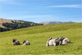 Resting cows in a high mountain pasture. South Tyrol, Italy Royalty Free Stock Photo