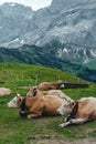 Resting cows in the swiss alps