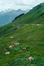 Resting cows in the swiss alps