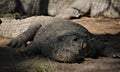 Resting crocodile at the crocodile farm for background, selective focus