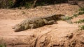 Resting crocodile on the hot sand