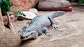 Resting crocodile with opened mouth full of tooths Royalty Free Stock Photo