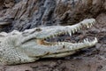 American crocodile, Crocodylus acutus, river Rio Tarcoles, Costa Rica Wildlife Royalty Free Stock Photo