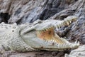 American crocodile, Crocodylus acutus, river Rio Tarcoles, Costa Rica Wildlife Royalty Free Stock Photo