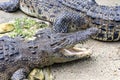 Resting crocodile with opened mouth full of tooths.