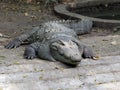 Resting Crocodile in a Zoo, India.