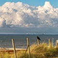 Resting crow at the Kijkduin beach in The Hague