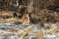 Resting deer amidst snowy landscape surrounded by foliage Royalty Free Stock Photo