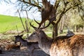 Big corners. Roe deer and cervids. Spring in the forest. Young deer and deer in the wild. Royalty Free Stock Photo