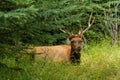 Resting deer. deer eat a grass Royalty Free Stock Photo