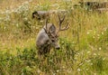 Resting deer. deer eat a grass Royalty Free Stock Photo