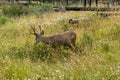 Resting deer. deer eat a grass Royalty Free Stock Photo