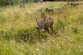 Resting deer. deer eat a grass Royalty Free Stock Photo