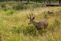 Resting deer. deer eat a grass Royalty Free Stock Photo