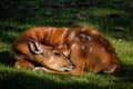 Resting deer on the grass. Royalty Free Stock Photo