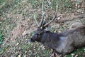 The resting deer on the grass. Royalty Free Stock Photo