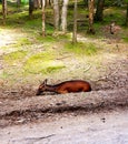 Resting deer grazing Royalty Free Stock Photo