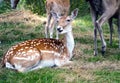 Resting Deer Royalty Free Stock Photo