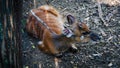 a resting deer of the Sitatunga type Royalty Free Stock Photo