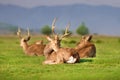 Resting Deer on spring field Royalty Free Stock Photo