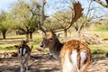 Roe deer and cervids. Spring in the forest. Young deer and deer in the wild. Royalty Free Stock Photo