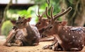 Resting deer Royalty Free Stock Photo