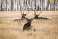 Resting Deers Royalty Free Stock Photo