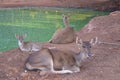 Resting deers