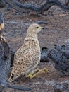 Resting after devastating fire