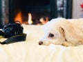 Resting Dog With camera by its side Royalty Free Stock Photo