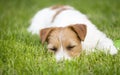 Resting dog, lazy cute pet puppy sleeping in the grass Royalty Free Stock Photo