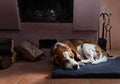 Resting dog near to a fireplace Royalty Free Stock Photo