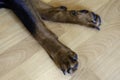 Resting dog`s paws close up Royalty Free Stock Photo