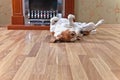 Resting dog on wooden floor Royalty Free Stock Photo