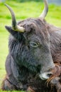 Portrait of a Resting Domestic Yak