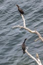 Resting Double-crested Cormorant