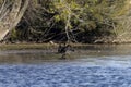 Resting Double-crested cormorants Phalacrocorax aurituson on the river