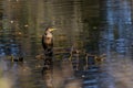 Resting Double-crested cormorants Phalacrocorax aurituson on the river