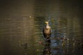 Resting Double-crested cormorants Phalacrocorax aurituson on the river