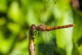 Resting dragonfly with wings wide open