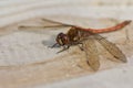 Resting Dragonfly