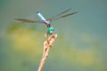 Resting dragonfly Royalty Free Stock Photo