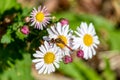 Resting Dragonfly in Daisy flowers Royalty Free Stock Photo